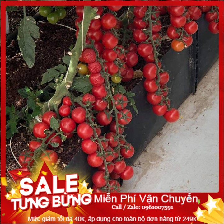Hạt giống cà chua chuỗi ngọc - 30 hạt