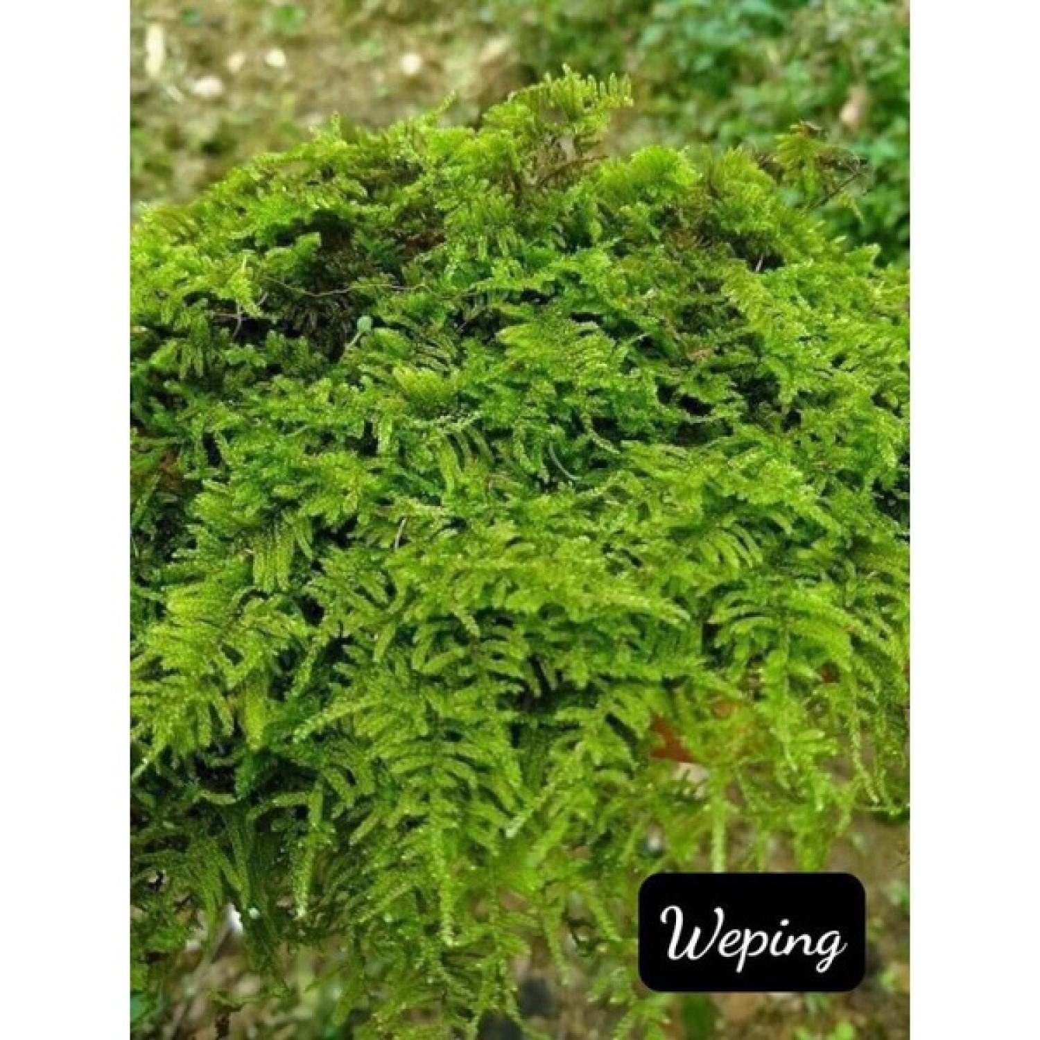 Rêu Weeping dùng trong trang trí tiểu cảnh, bán cạn, sân vườn, terrarium.....