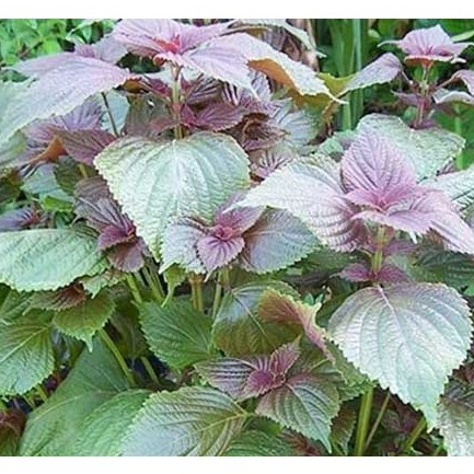 [Gói 1g] Hạt giống Rau Tía Tô