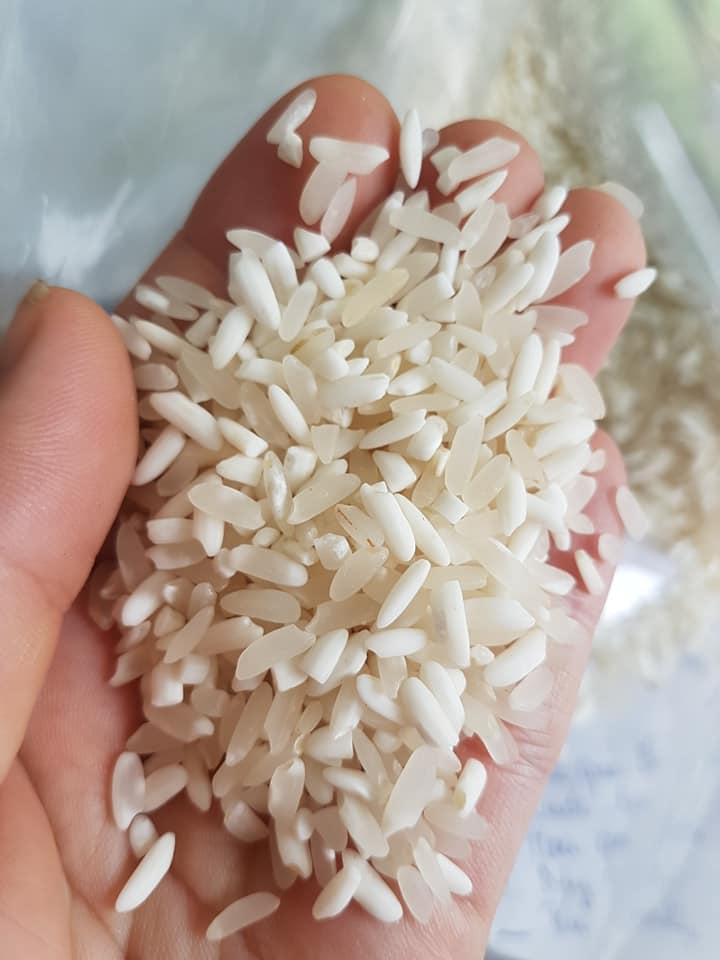 Gạo nếp Điện Biên