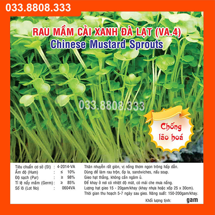 50g hạt giống rau mầm cải xanh đà lạt nảy mầm nhanh