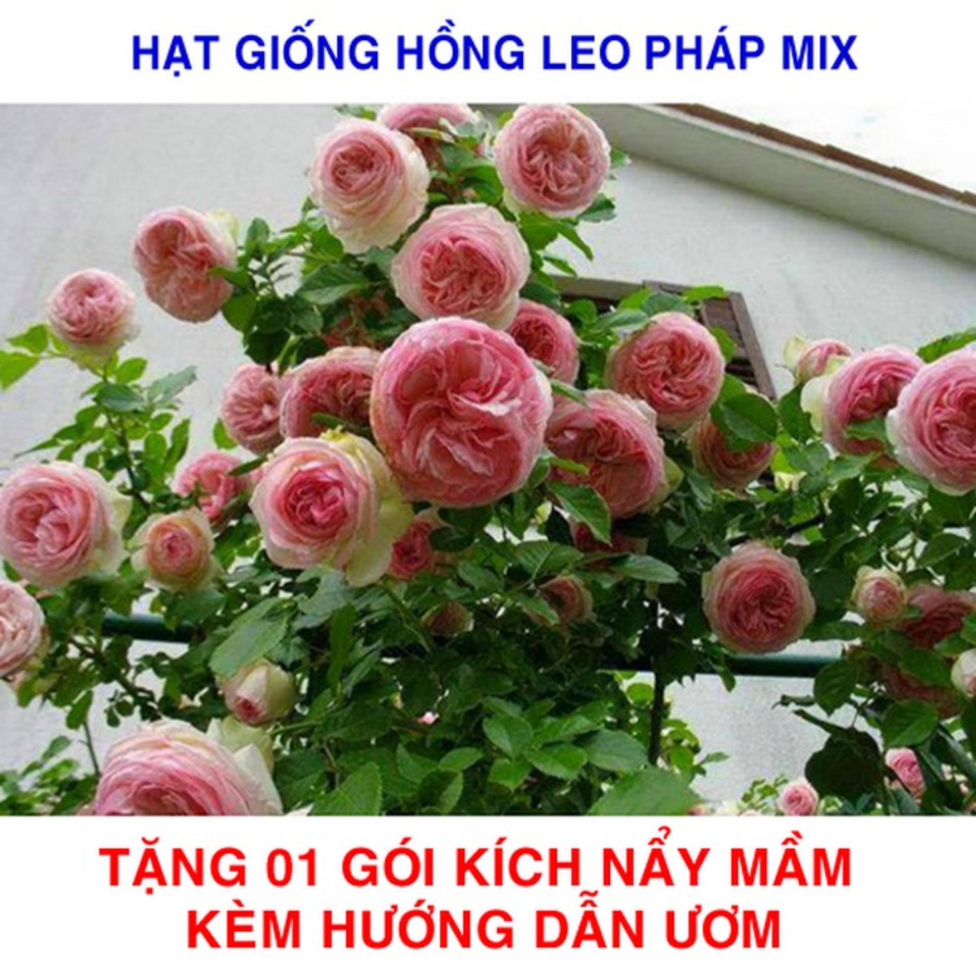 20 Hạt giống Hồng Leo Pháp mix (tặng Kích nẩy mầm, Hướng dẫn ươm)
