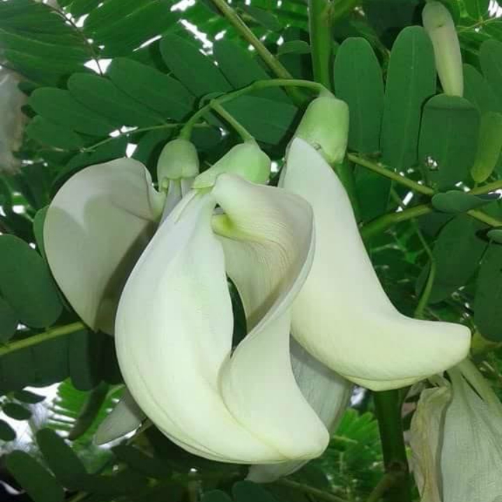 Hạt giống so đũa gói 2gr