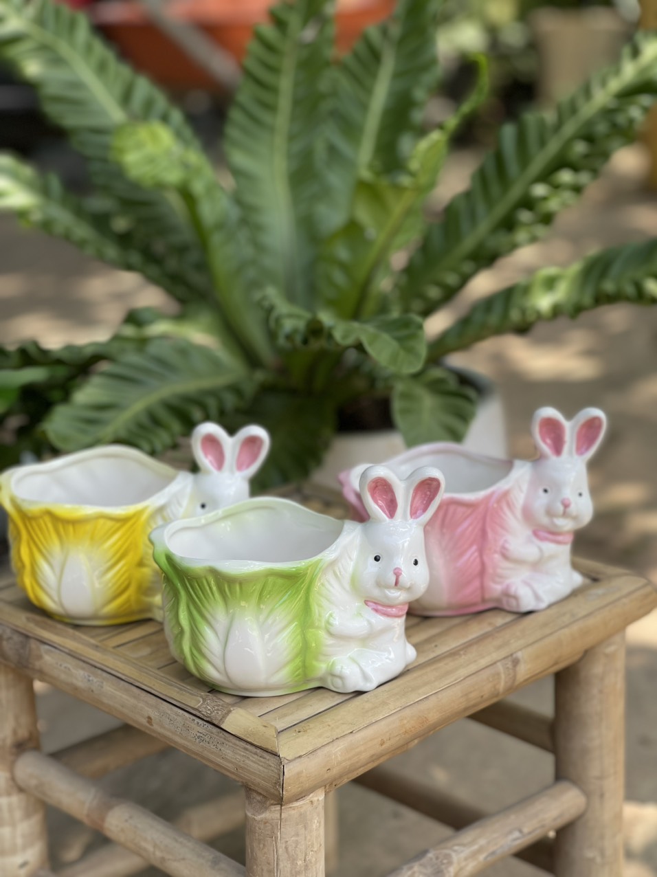 Chậu sứ thỏ ôm bắp cải may mắn, tài lộc sẵn 3 màu trồng sen đá, xương rồng, cây phong thuỷ văn phòng - thegioiraumam