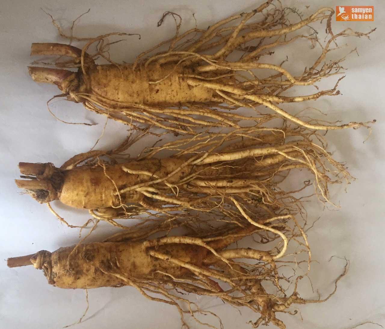 [FreeshipMAX] Nửa Ký Sâm Tươi Hàn Quốc 6 Năm Tuổi, Nhân Sâm Hàn Quốc, có tác dụng chống mệt mỏi, tăng cường bồi bổ sức khỏe, minh mẫn, sảng khoái, sâm hàn quốc, nhân sâm tươi hàn quốc, sâm tươi hầm gà, sâm tươi ngâm mật ong, , Sâm Yến Thái An