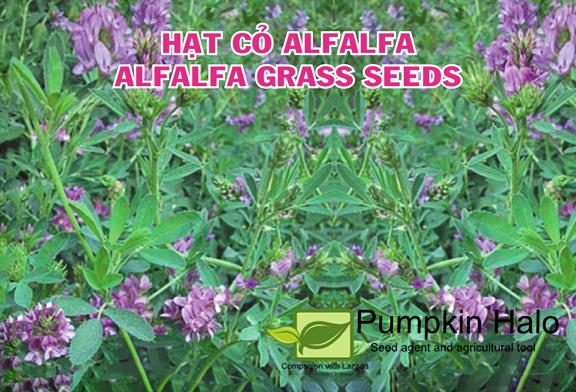 [HCM]HẠT GIỐNG CỎ NHẬP KHẨU _ GIỐNG CỎ ALFALFA .gói 100gram .