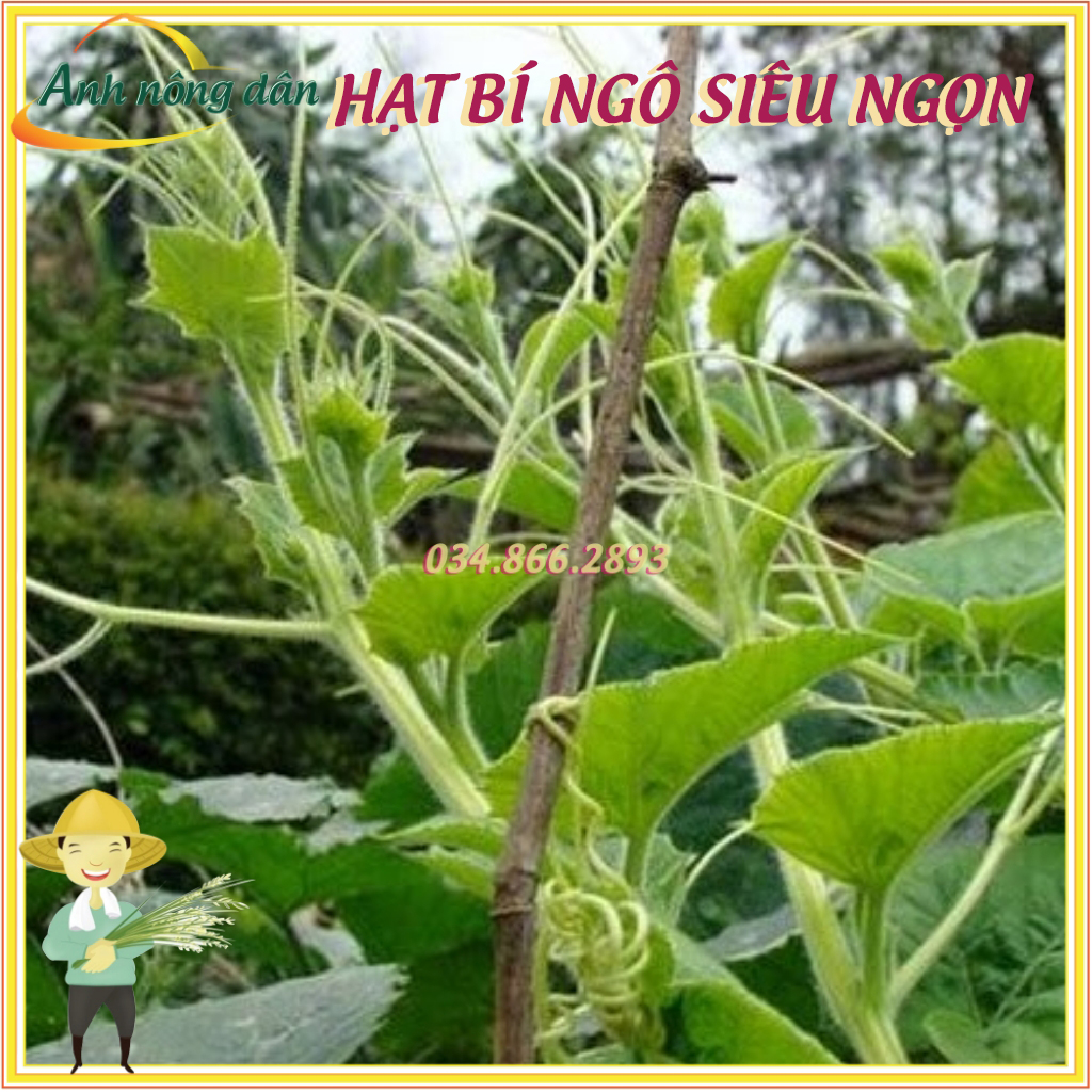Gói 20g Hạt giống rau bí siêu ngọn F1 cao sản - giống tốt, kháng sâu bệnh - Anh nông dân chính hiệu, Anh nông dân