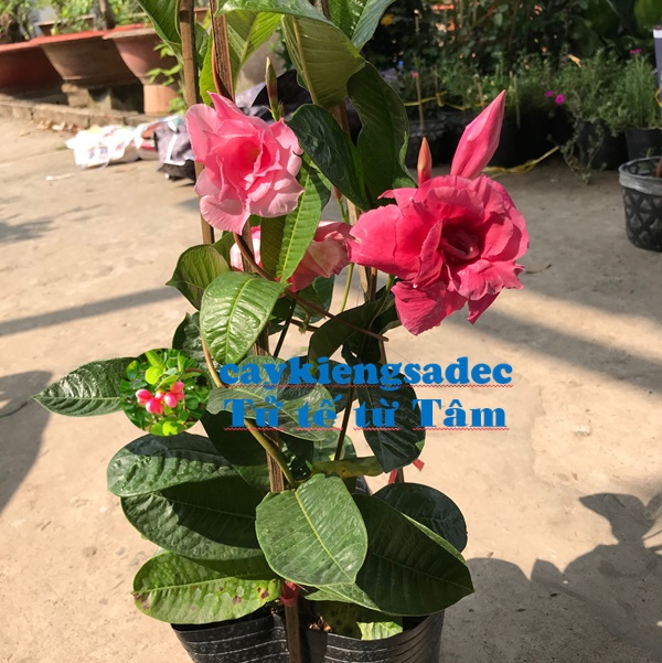 Caykiengsadec Cây Hồng anh leo + tặng phân bón - trang trí cảnh quan sân vườn ngoài trời - hoa kiểng lá
