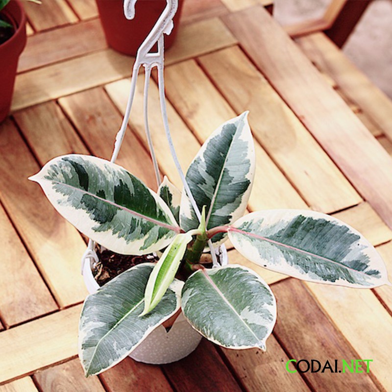 Cây Đa Cẩm Thạch Sô Cô La (Marble Rubber Tree, Ficus Elastica Tineke) 20cm