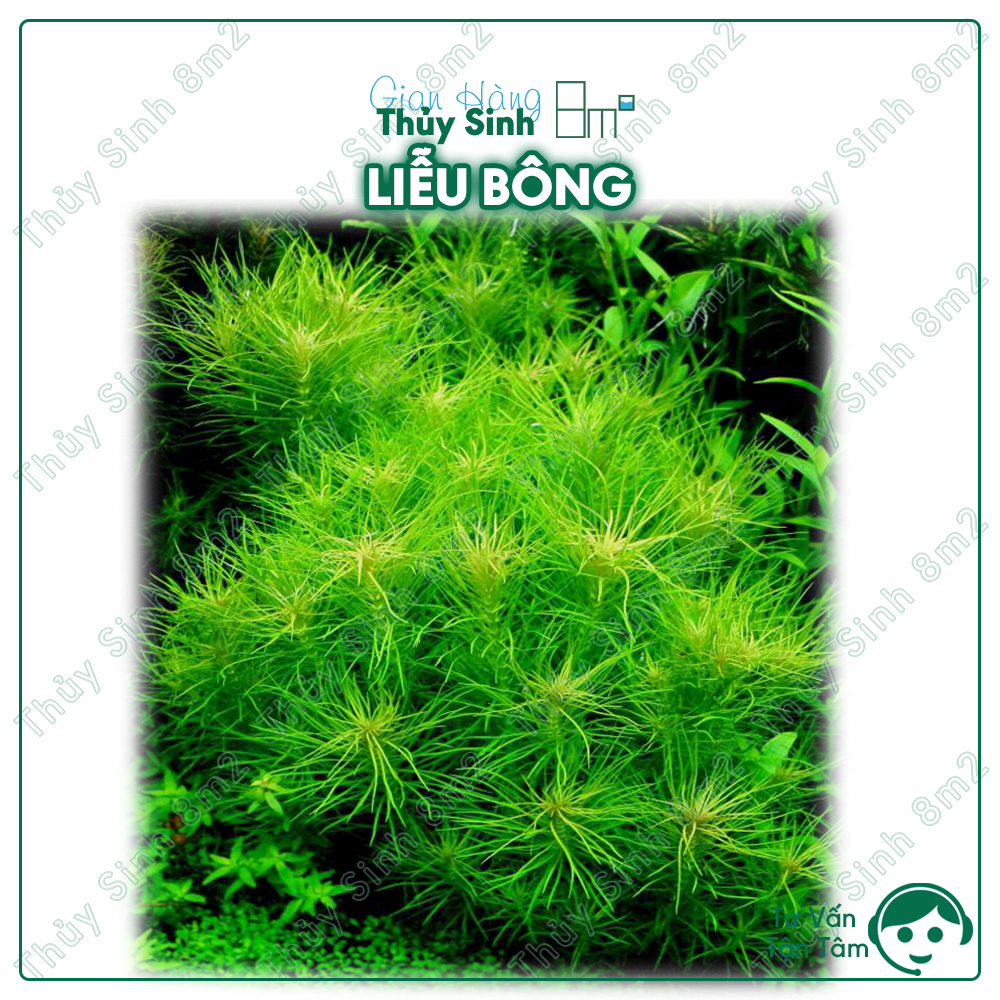 Cây liễu bông | cây thủy sinh hậu cảnh, cắt cắm | 8m2