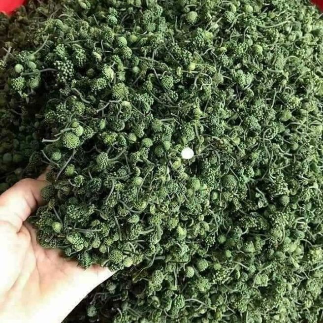 Sỉ toàn quốc 50g nụ tam thất bao tử