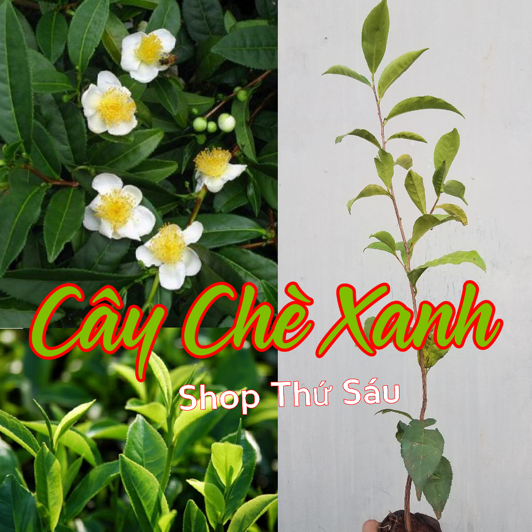 Cây Chè Xanh (Tặng phân bón dưỡng cây).Làm giảm số lượng v.i khu.ẩn kh.áng th.u.ốc: Làm giảm số lượng vi kh,uẩn kháng thu,ốc: Ngăn ngừa b,ệ.nh tim mạch. Làm chậm quá trình lão hóa. Giúp giảm cân nặng. Giúp hệ xương khỏe mạnh.