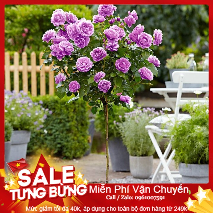 Hạt giống hoa hồng thân gỗ - 10 hạt