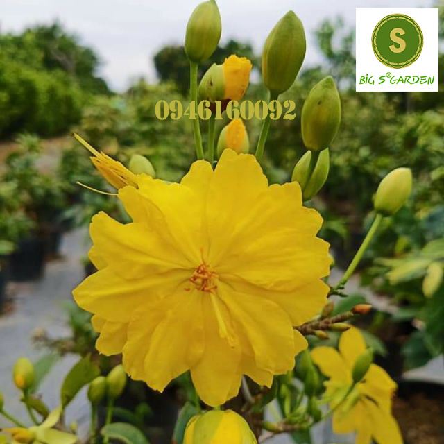 Cây mai giảo phú tân ghép cành đế quấn đẹp