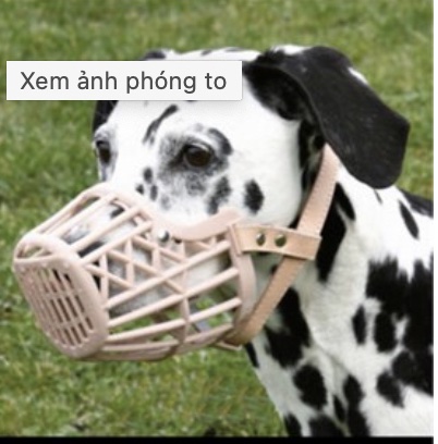 Dọ mõm nhựa cho chó mèo - Channsusu Pet Shop