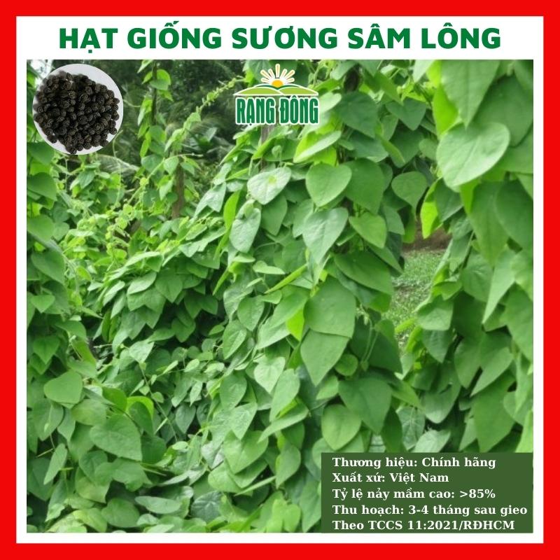 Hạt giống sương sâm - rau củ quả trồng chậu,sân vườn ban công ngon giòn ngọt nảy mầm cao 10 hạt RADO406