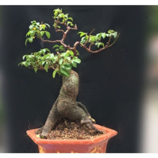 Cây Khế Nhật bonsai mini
