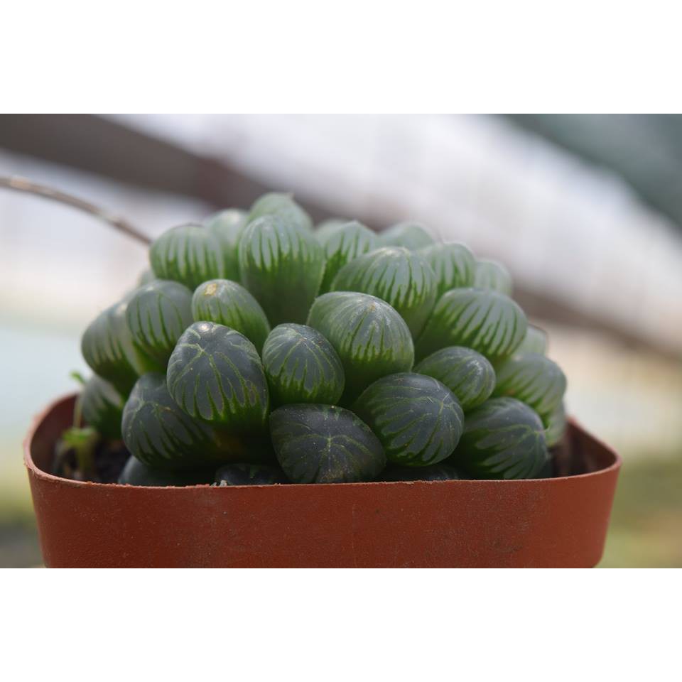 Sen Đá Kim Cương Haworthia Cooperi