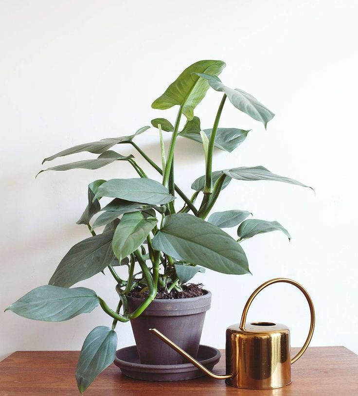 Trầu Bà Kiếm Bạc - Philodendro Hastatum