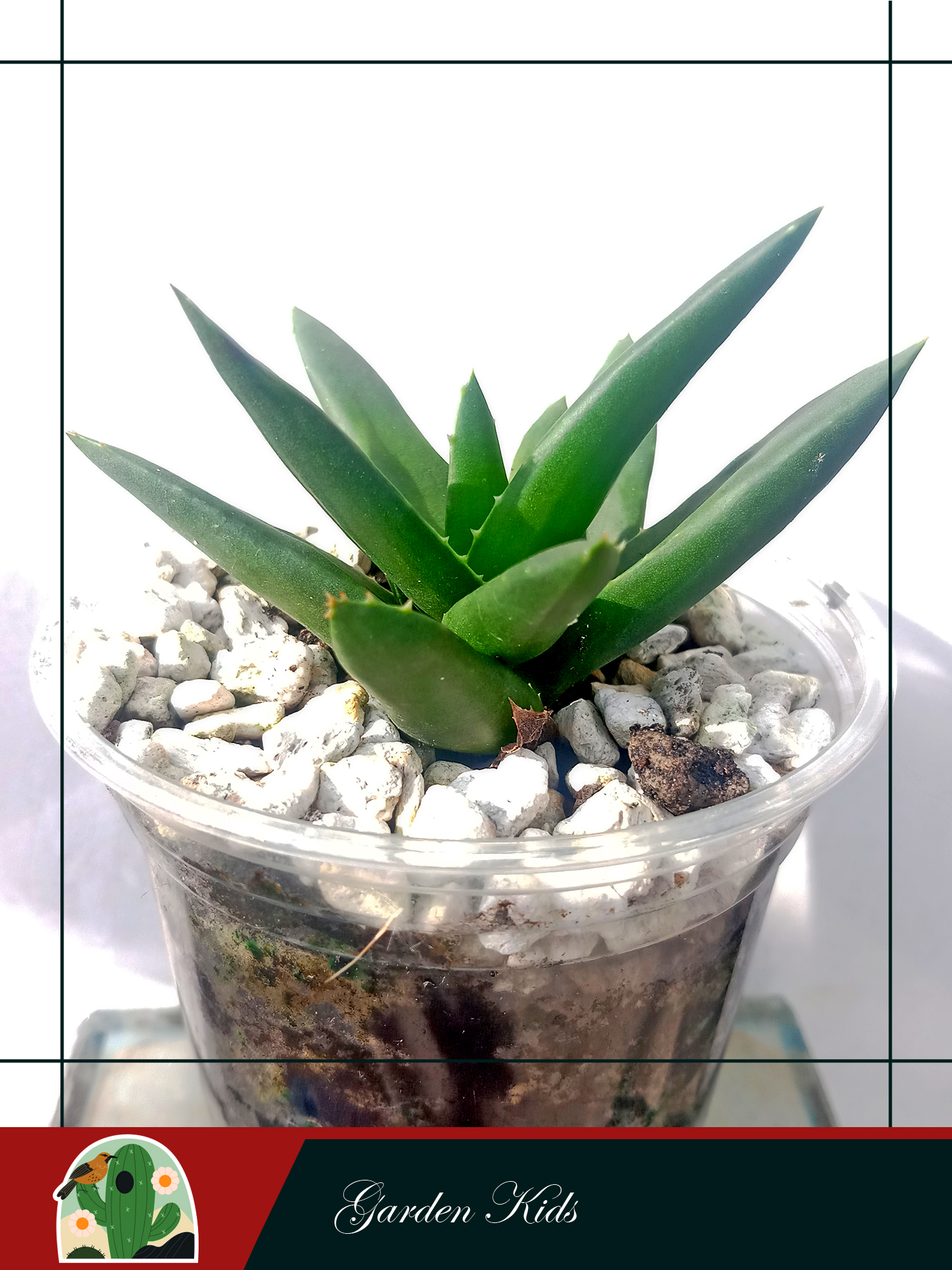 Haworthia Pentagona