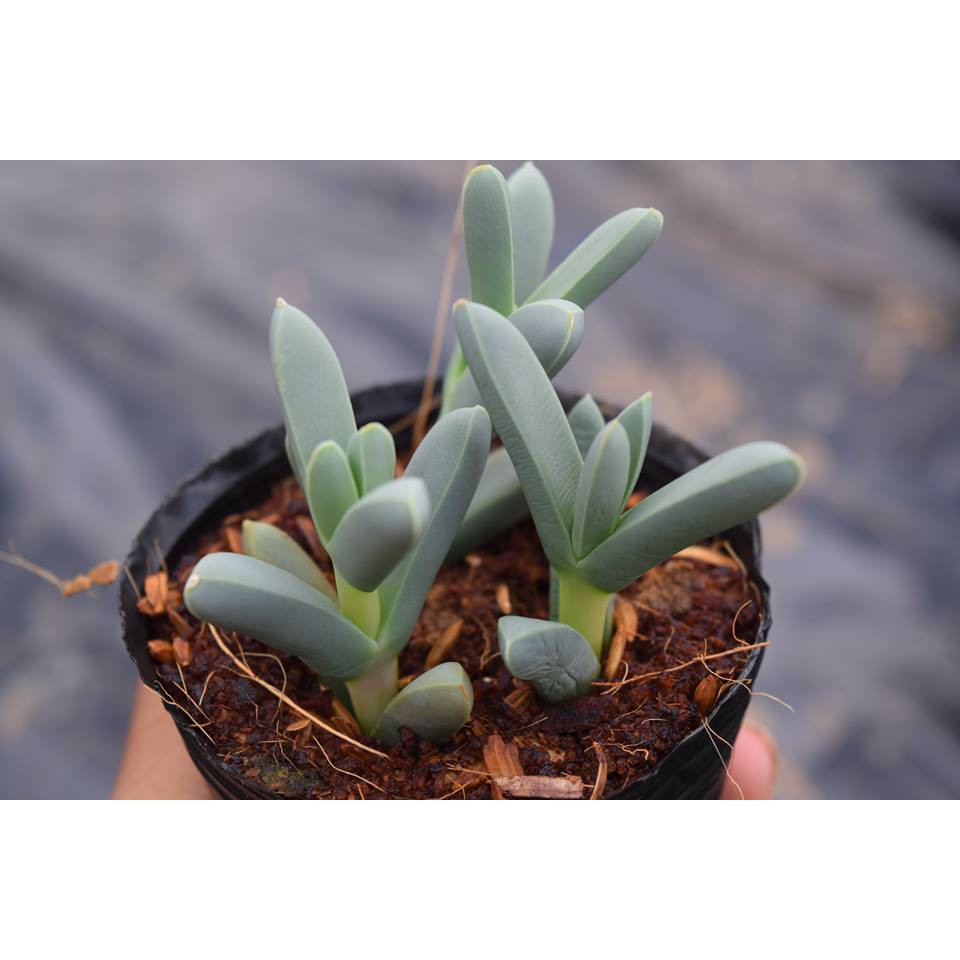 Sen Đá Tim Lá Dài