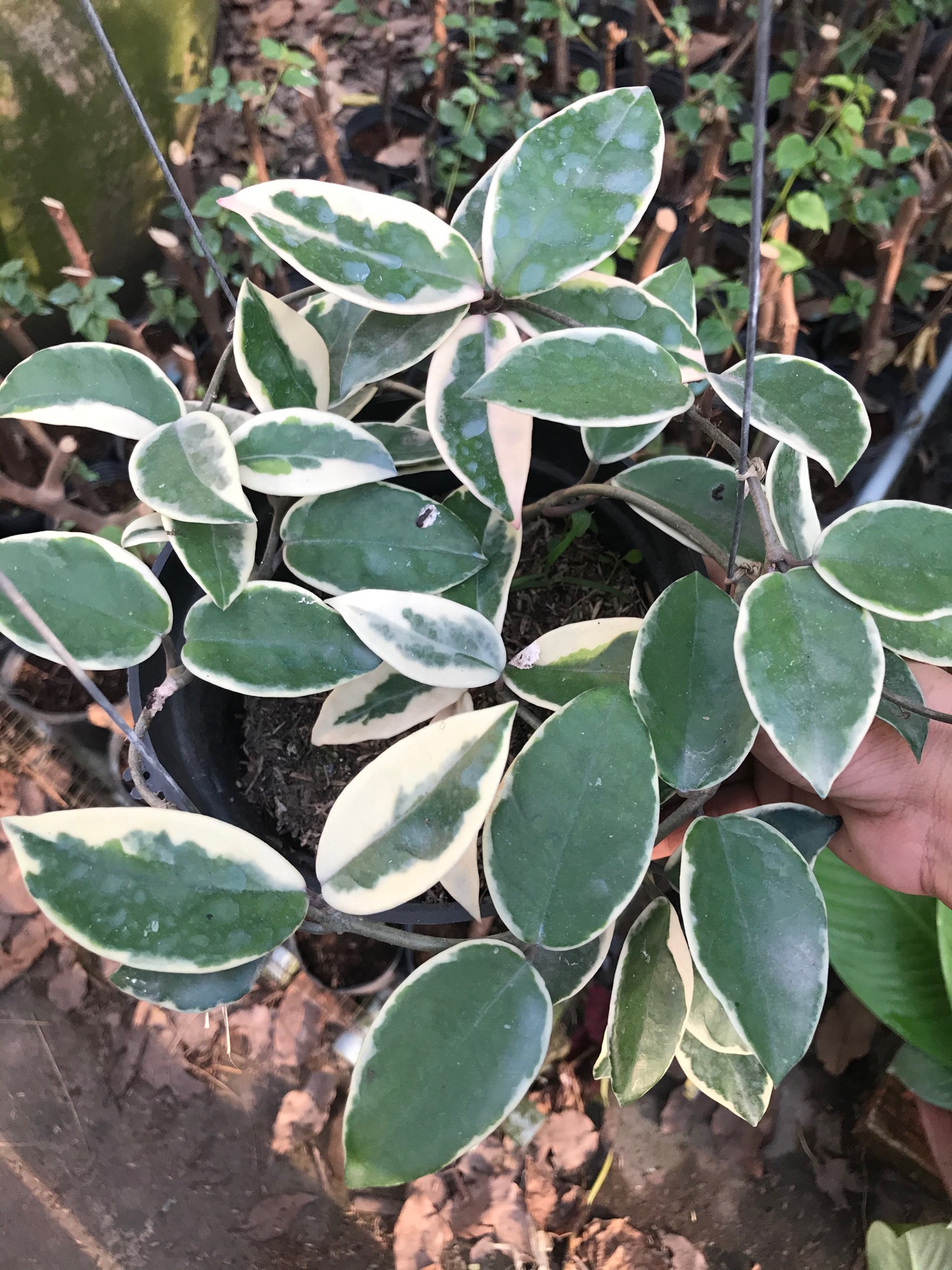 Caykiengsadec- Lan cầm cù Cẩm thạch + tặng phân bốn