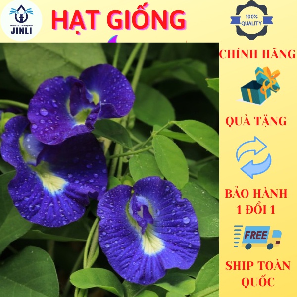 ( GÓI 30-40 HẠT) Hạt Giống Hoa Đậu Biếc DLSeeds hạt nhanh nảy mầm, cây hoa leo giàn dễ trồng JL10