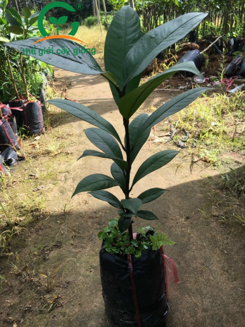 Bộ 5 cây giống măng cụt