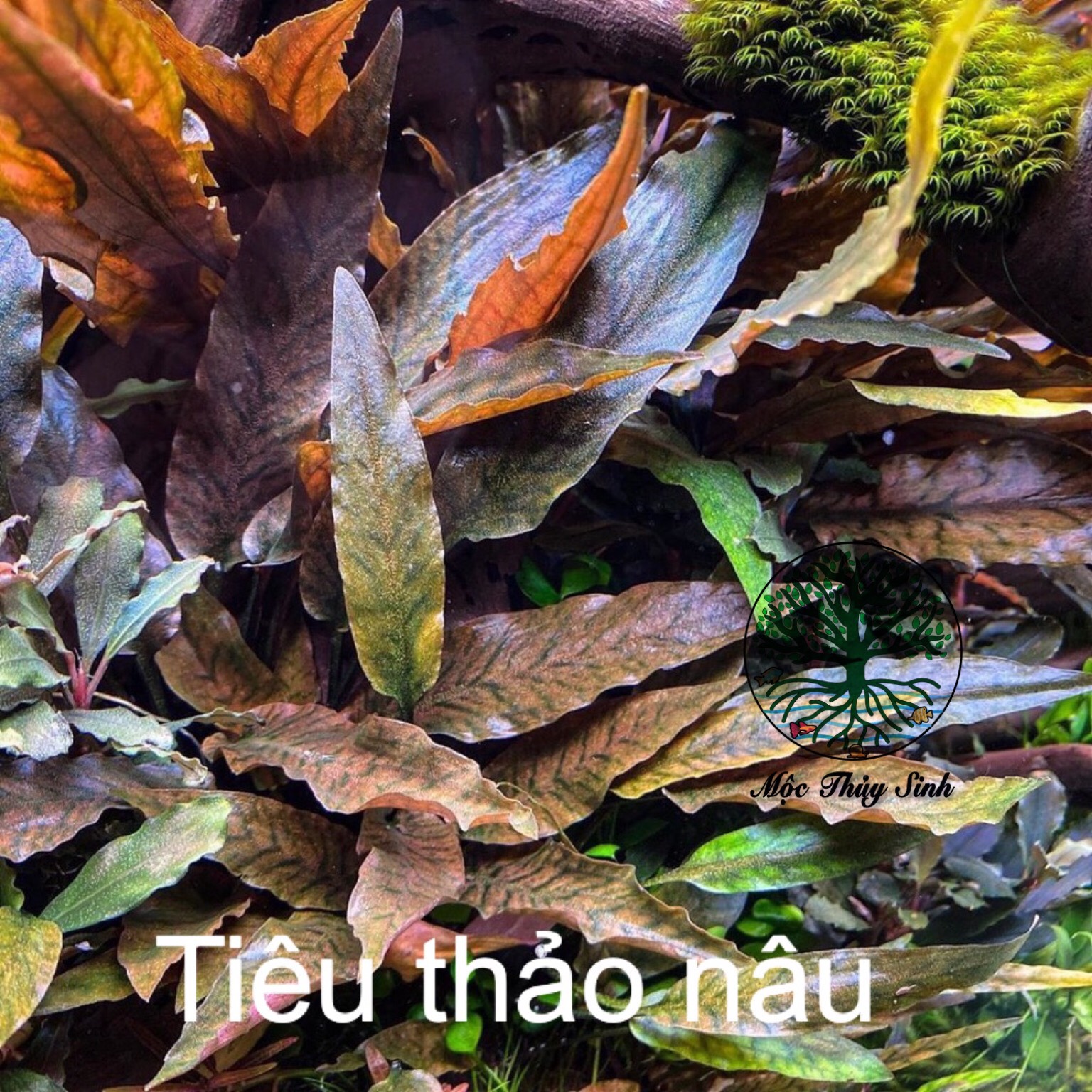TIÊU THẢO NÂU THUỶ MỘC - CÂY THUỶ SINH DỄ TRỒNG, SIÊU ĐẸP, MÀU LONG LANH VÀ PHÁT TRIỂN TỐT CHO BỂ THUỲ SINH