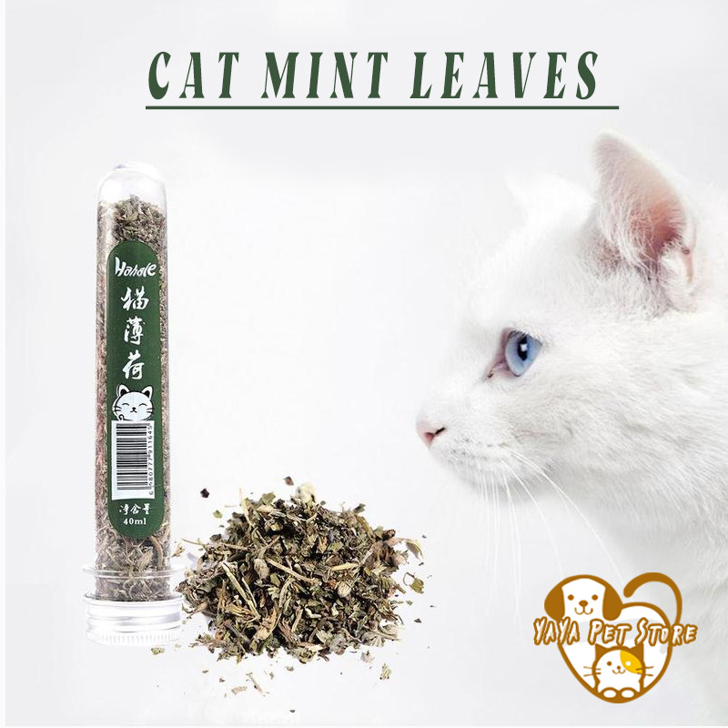 Cỏ bạc hà Mèo , Catnip cho mèo, Lá cỏ bạc hà mèo để loại bỏ búi lông, Cỏ bạc hà cho mèo xả streess