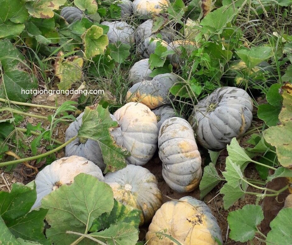 [Seeds] Hạt giống bí đỏ tròn lai f1 Rado555, đóng gói 1gr (khoảng 10 hạt)