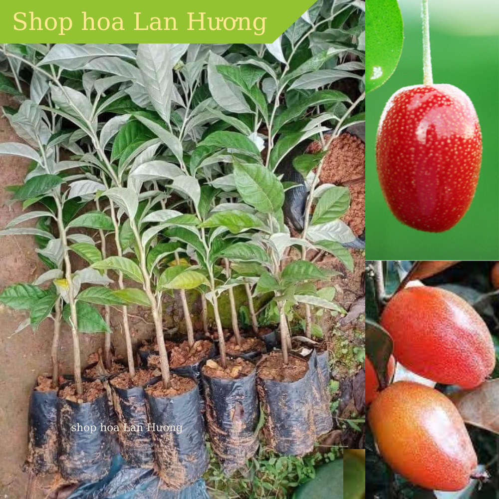 cây giống nhót ngọt siêu quả 35-40cm