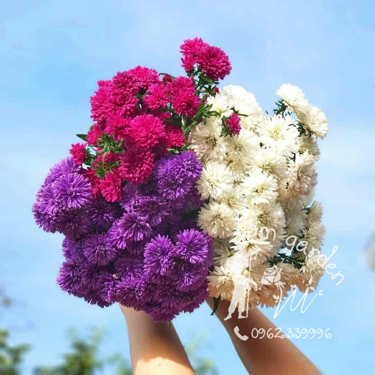 Combo 6 màu hoa thạch thảo kép