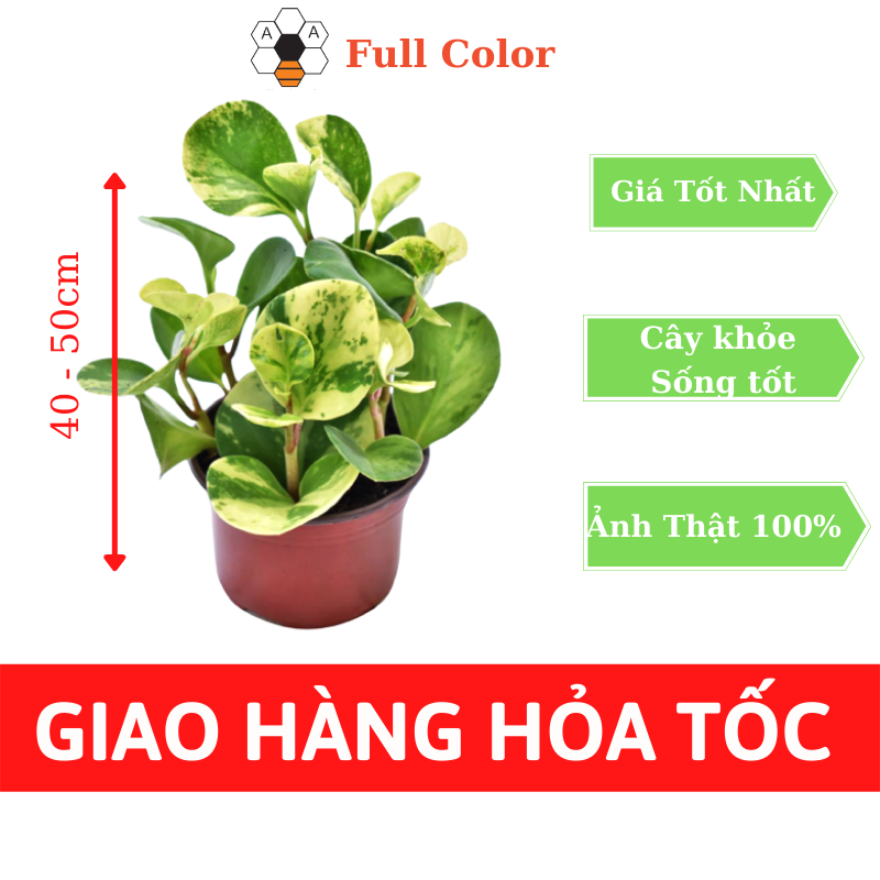 Cây TRƯỜNG SINH CẨM THẠCH cao 25 – 30cm
