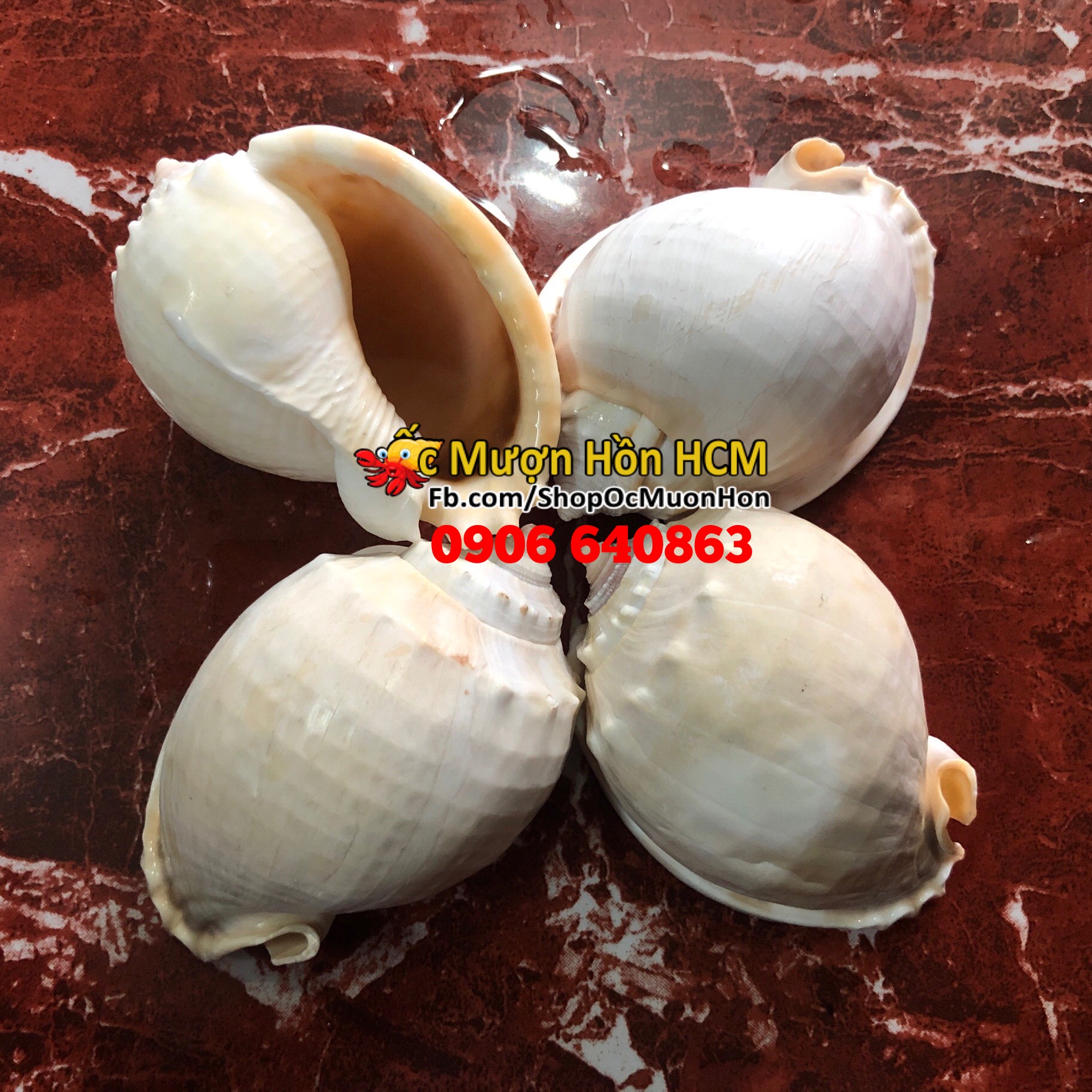 [HCM][XL] Quà Tặng Từ Biển - Vỏ Ốc Tỏi Siêu Đẹp - Giá Rẻ - Vỏ Ốc Mượn Hồn - Vỏ Ốc Biển Tự Nhiên size lớn