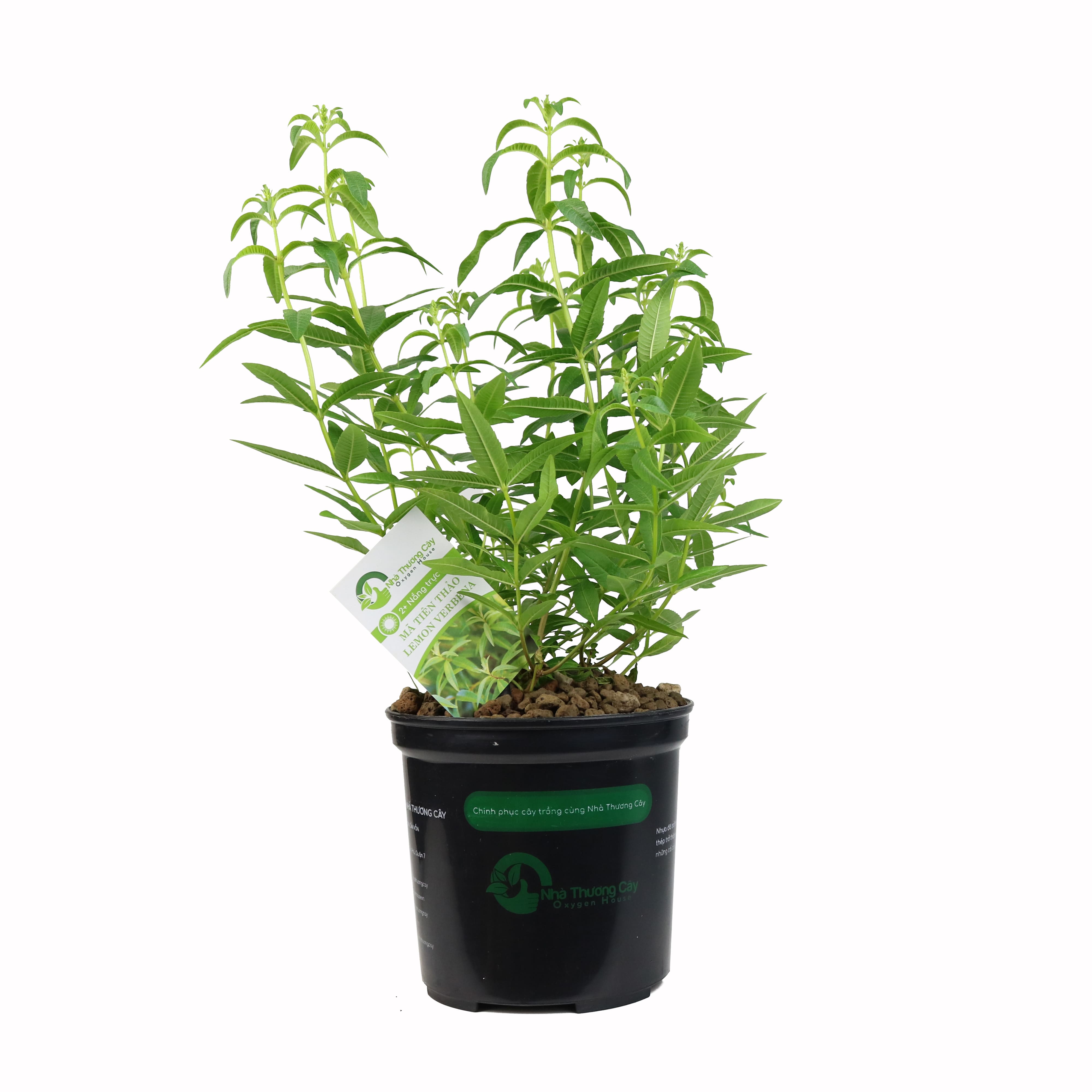 Cây gia vị | Mã tiên thảo sả | Lemon Verbena