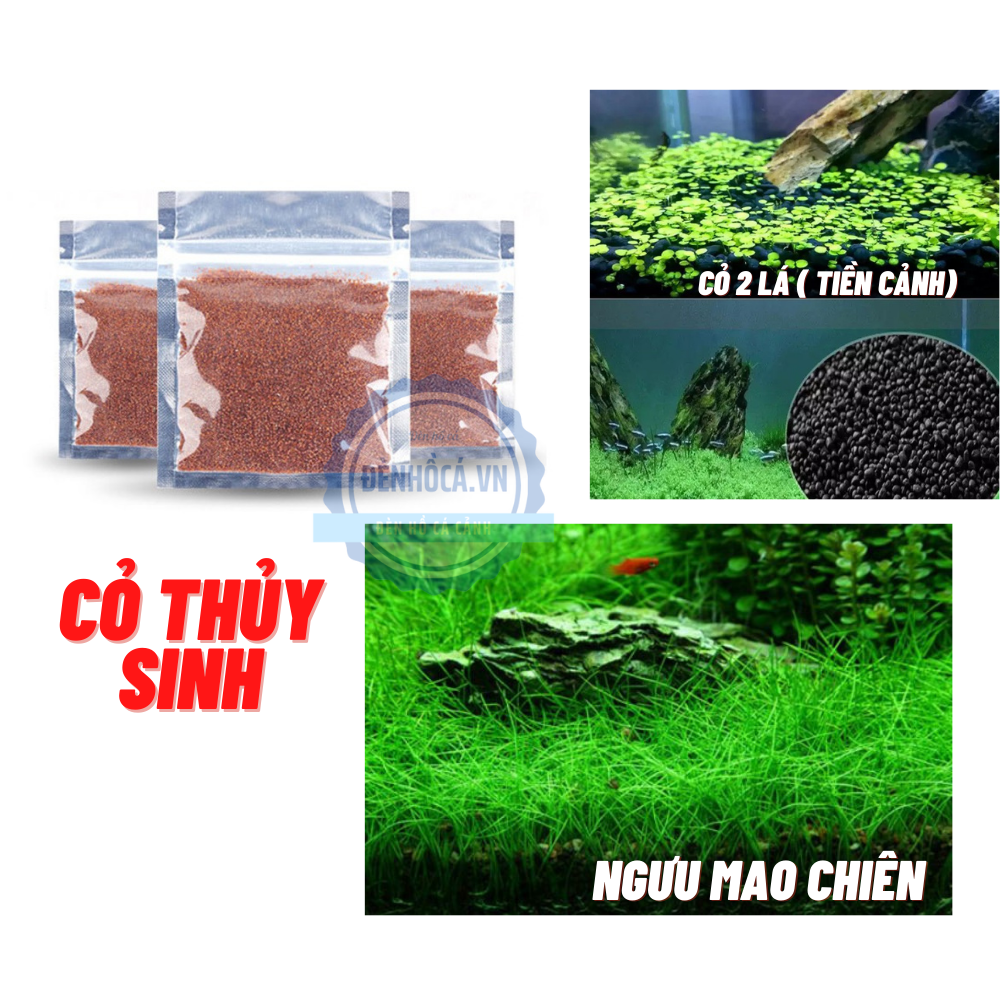 Hạt giống cây thủy sinh dùng cho tự SETUP trang trí hồ thủy sinh