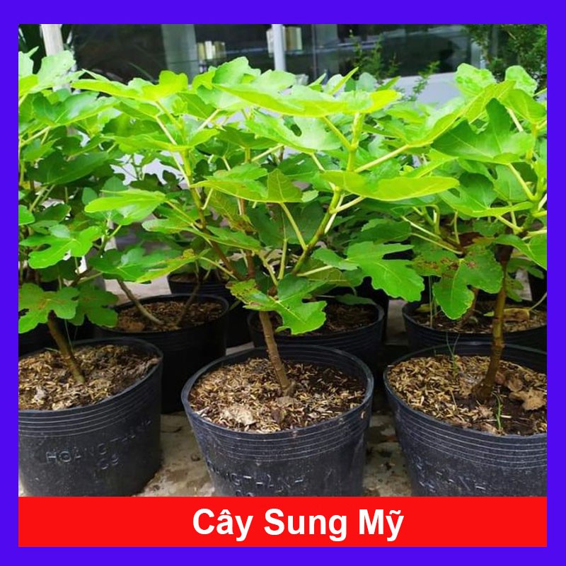 Cây Sung Mỹ - Cây cảnh phong thủy - cây cảnh mini - cây cảnh để bàn - caykiengsadec