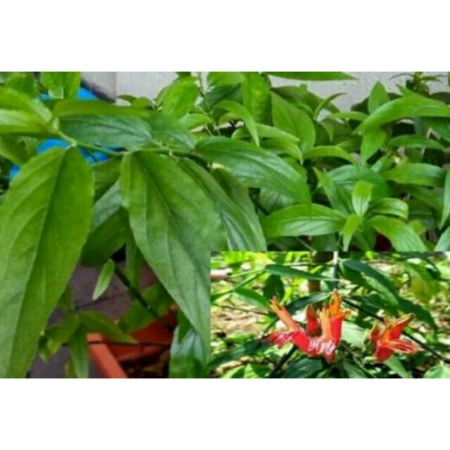15 cây giống bìm bịp - mảnh cọng - xương khỉ
