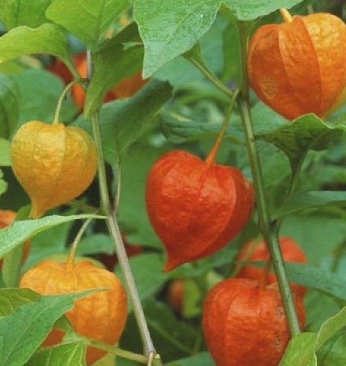 Hạt giống thù lù nam mỹ