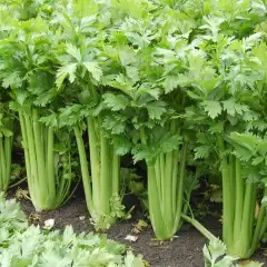 Hạt giống rau cần tây - cần cọng xanh Pascal PSV82 | Phởms Market