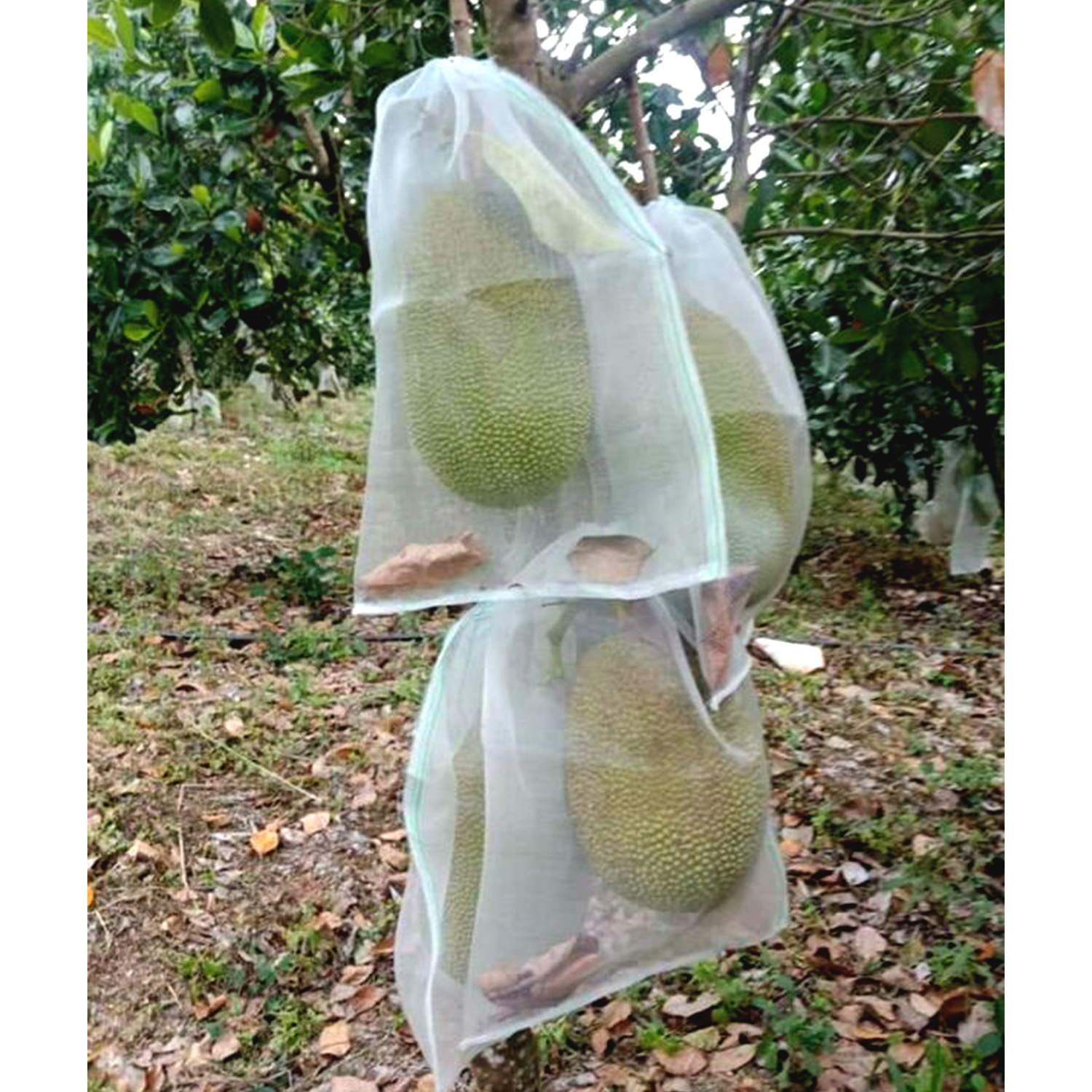 Combo 100 Túi lưới bọc mít chống côn trùng, kích thước 50x70 cm, lưới loại 1 bền chắc, không ngấm nước