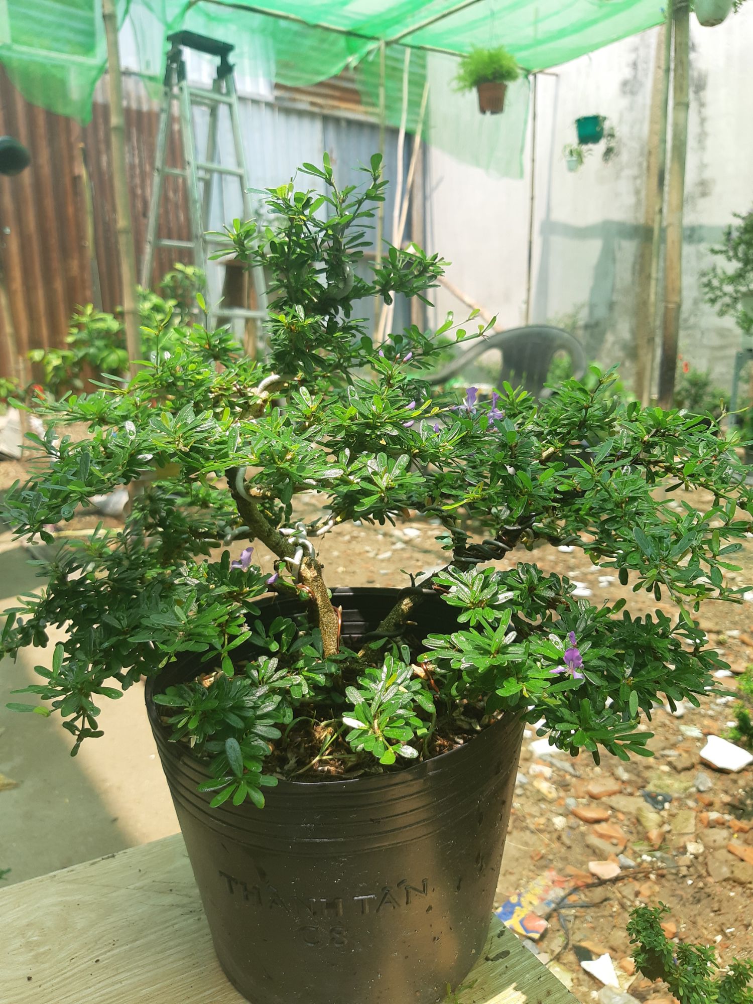 Linh sam86 BÔNG TÍM dáng BONSAI