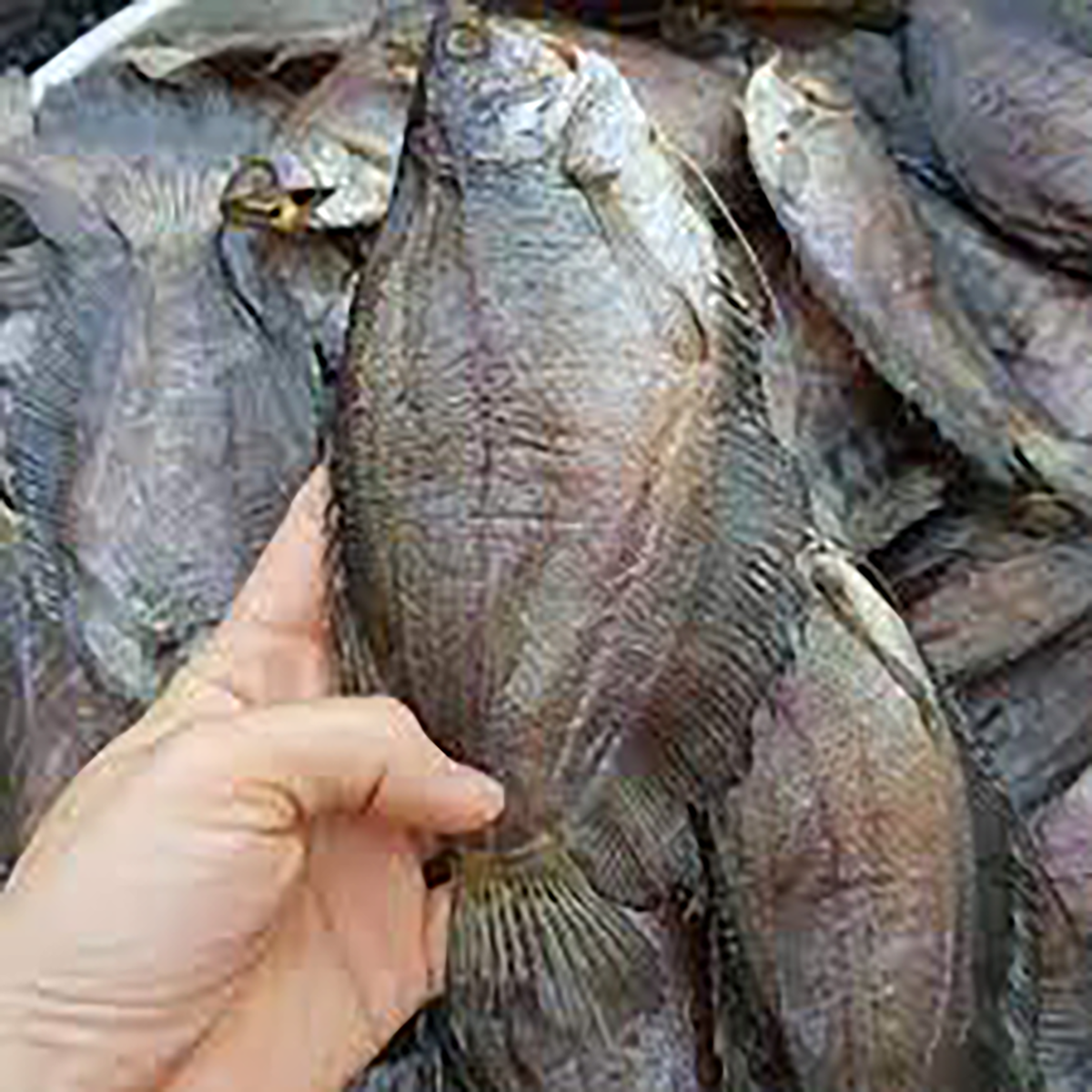 500g khô sặc bổi, hàng ngon loại 1