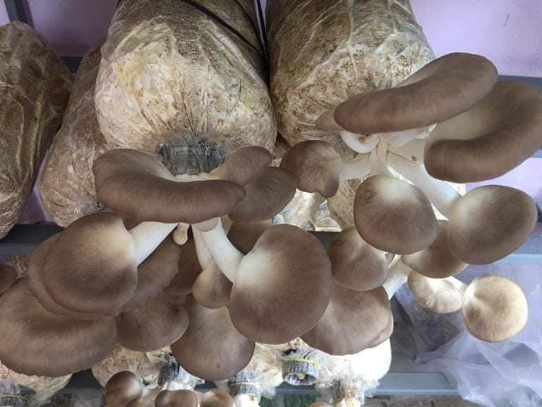 Phôi nấm bào ngư và sò thái