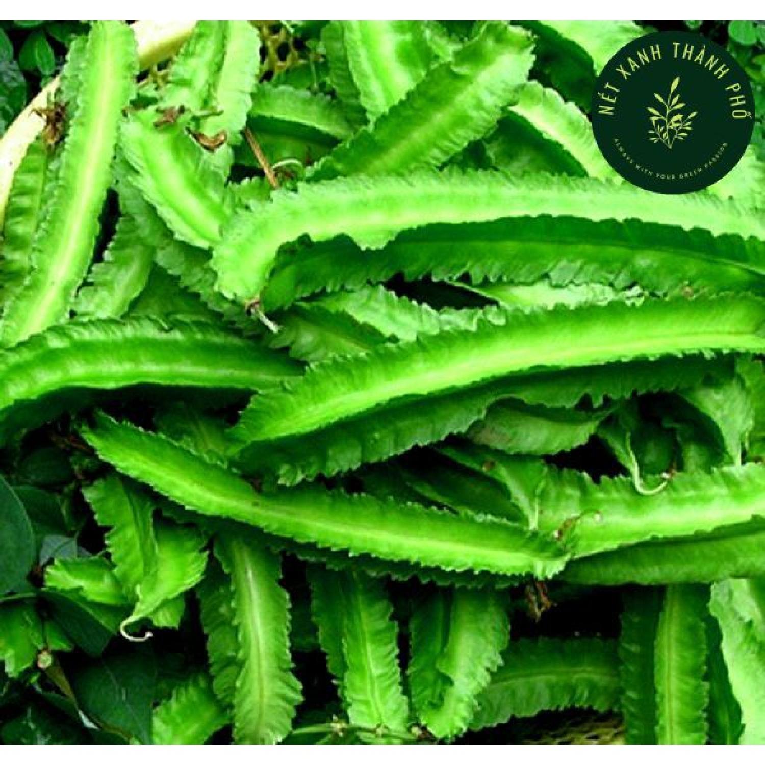 Hạt giống Đậu Rồng dễ trồng, dinh dưỡng cao