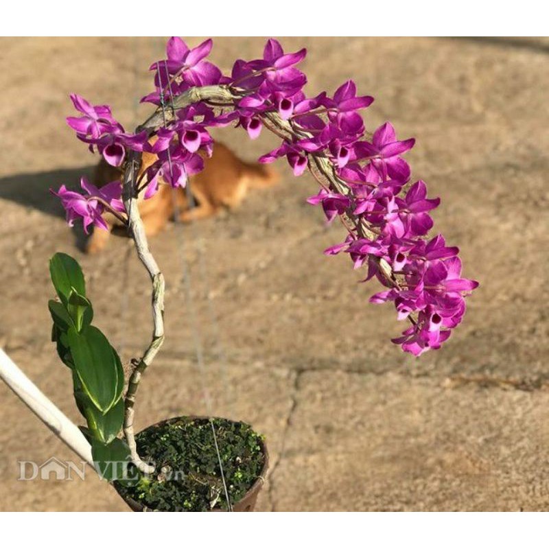 Hoa Lan Trầm Tím Giống Hoa Thơm