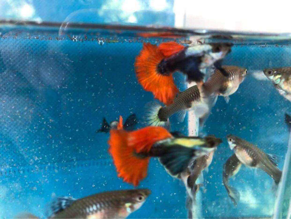 1 cặp cá 7 màu dumbo redtail size sinh sản cho ae làm giống