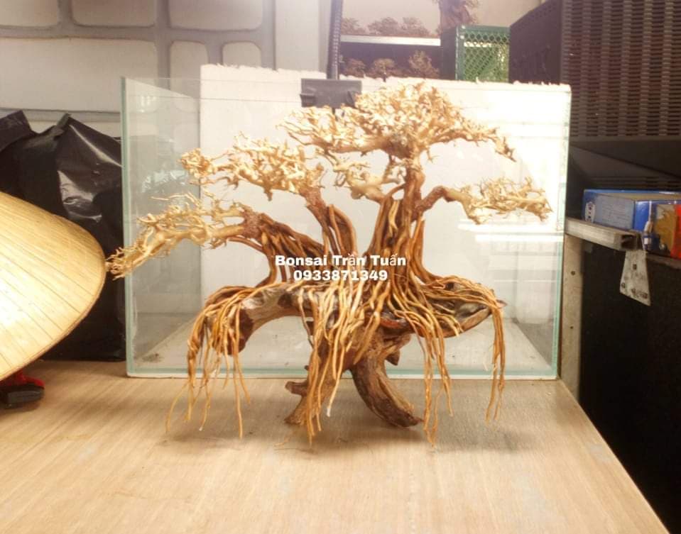 Cây gỗ lũa bonsai
