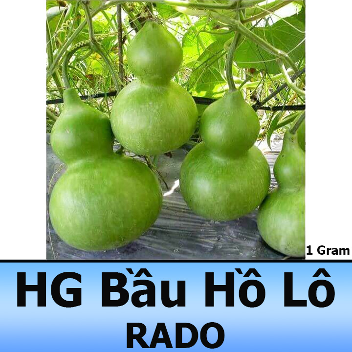Hạt Giống Bầu Hồ Lô F1 Dễ Trồng, Năng Suất Cao